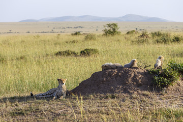 Resting Cheetah with cubs on a termite mound in the savannah in Africa