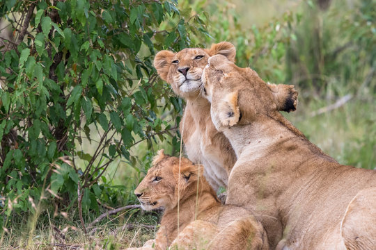 Lioness cuddling with her cubs on the savannah