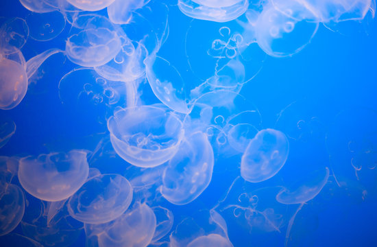 Cluster of translucent jellyfish