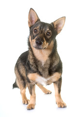 Swedish Vallhund in studio