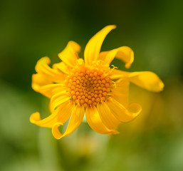 Arnica montana flower