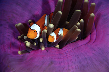 clown anemone fish