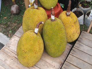 Jack fruit which have yet to be picked.