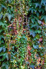 Fall Ivy on a Wall