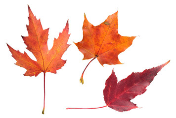 Naklejka na ściany i meble Set of autumn maple leaves isolated on white background