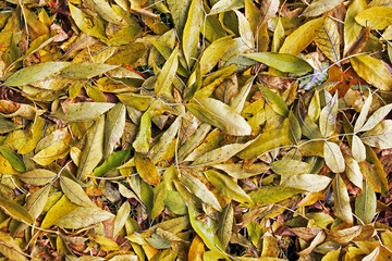 Background of leaves. Leaves. Autumn 