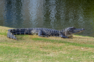 ALLIGATOR AWAKE ON THE GOLF COURSE