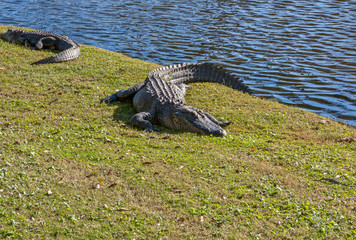 CATCHING SOME RAYS ON THE GOLF COURSE