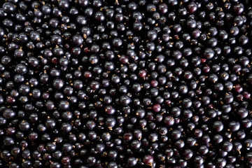 Ягоды чёрной смородины.