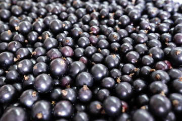 Ягоды чёрной смородины.