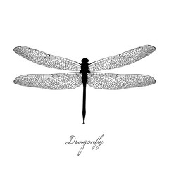 Black dragonfly on white background isolated. Hand-drawn vector illustration In the vintage style. Calligraphic inscription - dragonfly - 177012094