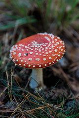 Vliegenzwam, Paddestoel