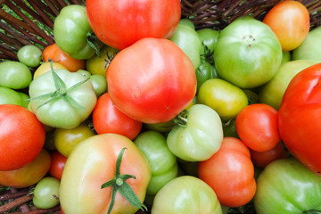 Grüne Tomaten und rote Tomaten frisch aus dem Garten