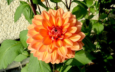 Delightful Dahlia