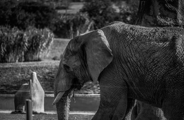 Eléphant