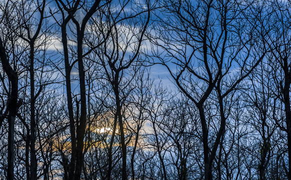 Branches forest silhouette