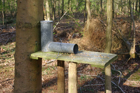 Gamebird feeder in woodland