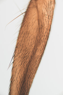 Housefly leg