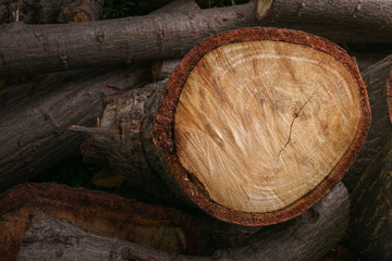 Cross section of timber.The cut tree logs piled up as background texture