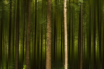 Fototapeta premium Teak wood environment