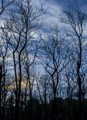 Trees silhouette forest