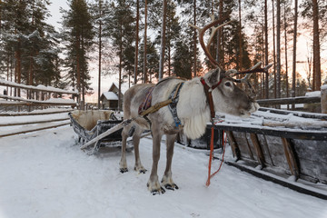 reindeer drawn sleigh in the winter