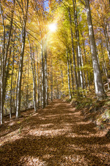 Goldener Oktober und Herbst im Buchenwald mit Sonnenstrahlen