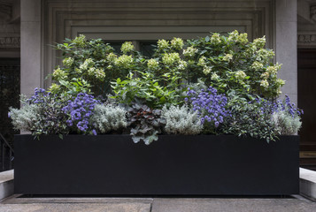 Planter Box with Purple, White, and Green Flowers in New York City - 177014259