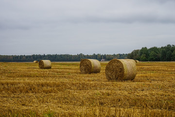 Fototapeta premium Landscape with straw bales