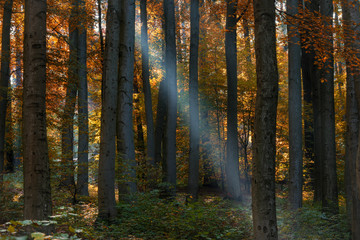 Sonnenlicht fällt in Herbstwald
