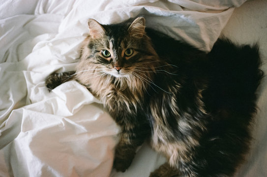 Adolable cat in a pile of sheets on the bed