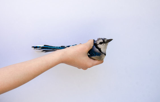 caressing a found Blue Jay