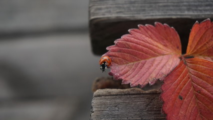 Red ladybug front on the grey wood - 177015487