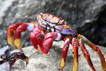 TIERE_3366_rote_Klippenkrabbe