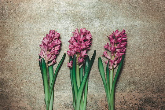 Three hyacinths