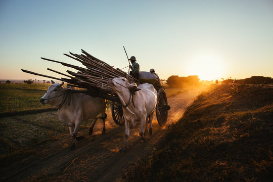 Burmese Farmers Riding on Old-Fashioned Cattle Cart at Sunset