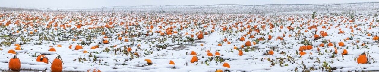 Pumpkin Patch Snow