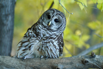 Barred Owl - Fall Foliage