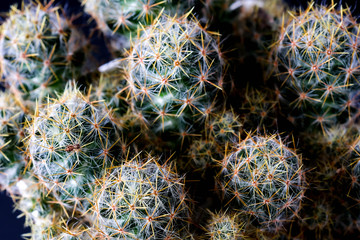 Texture of Cactus plant close-up on black background . soft focus