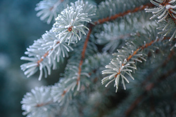 Branch of blue fir-tree blue, green, white, Colorado blue spruce, Picea pungens covered with hoarfrost. New Year's Bekraund. Place for a copy-paste.
