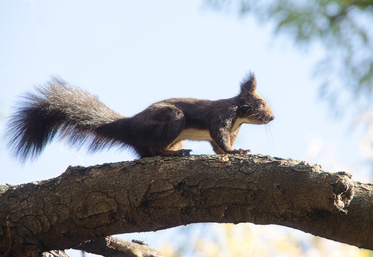 Fluffy squirrel on a branch