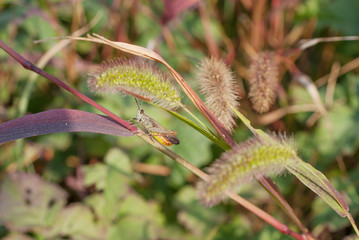piccolo grillo su una pianta