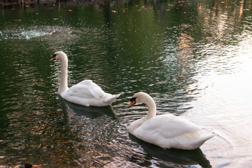 Two Swans Feeding at Sunset