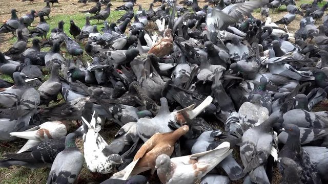 Pigeons birds on the ground