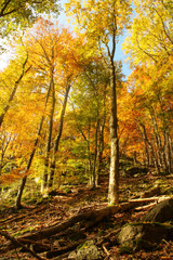 Naklejka na ściany i meble autumn landscape with a rock