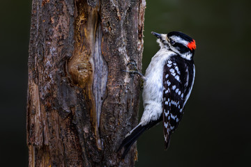 Downy Woodpecker on Tree Trunk