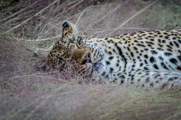 Fototapeta na wymiar Female Leopard laying in the grass.