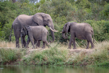 Elephant herd walking next to the water.