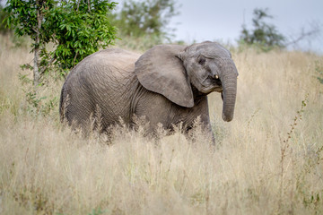 Fototapeta na wymiar Young Elephant standing in the high grass.