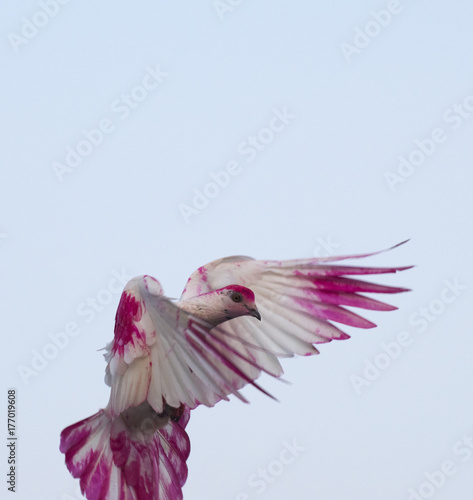 Painted Red White Pigeon Flying In Air With Open Wings